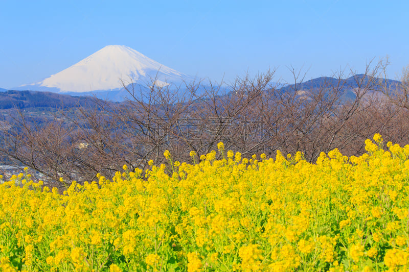 油菜花,富士山,富士箱根伊豆国立公园,美,里山,水平画幅,雪,无人,户外,农作物