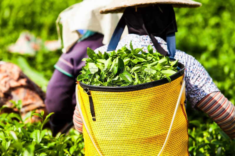 茶树,泰国,大吉岭,阿萨姆,锡金,里山,水平画幅,山,马来西亚,越南