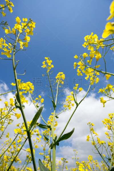 天空,油菜花,花朵,青绿色,垂直画幅,无人,夏天,户外,生物燃料,转基因