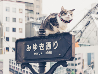 银座,水平画幅,建筑,城市天际线,日本,人,旅行者,商店,户外,现代