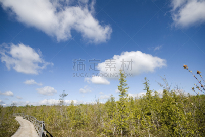 沼泽,自然,天空,公园,水平画幅,木制,蓝色,散步道,户外,木板路