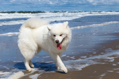 萨摩耶犬,海洋,狗,白色,莱卡犬,美,幸福,水平画幅,可爱的,快乐