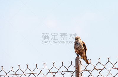 灰背隼,食肉鸟,猎鹰,野生动物,美国,水平画幅,无人,鸟类,野外动物,动物主题
