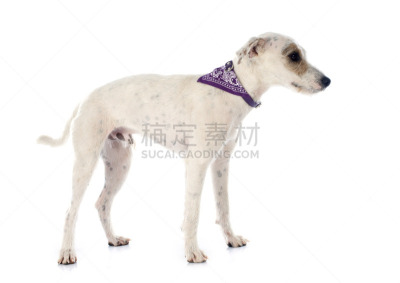 杰克拉瑟短腿犬,教区牧师,花色丝质大手帕,水平画幅,梗犬,白色背景,背景分离,雄性动物,影棚拍摄,福克斯猎狐犬