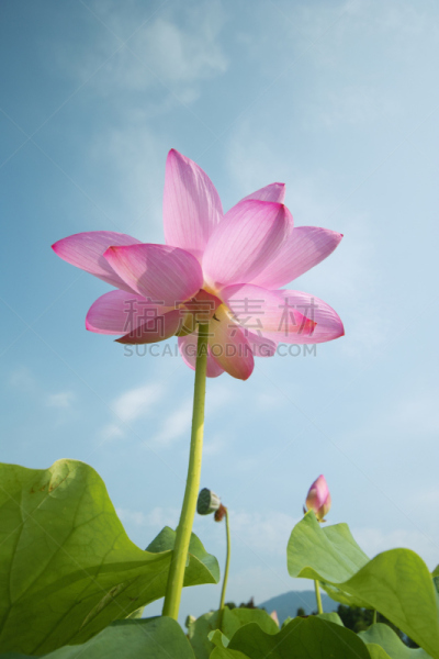 荷花,莲藕,垂直画幅,天空,水生植物,无人,蓝色,植物,河岸,池塘