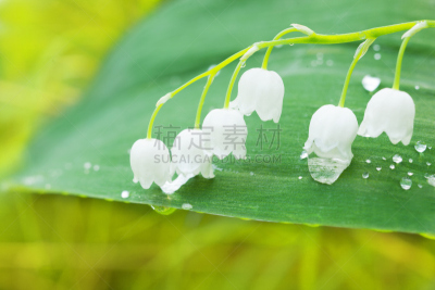 铃兰,五月花号船,自然,图像聚焦技术,芳香的,水平画幅,不,五月,轻的,人