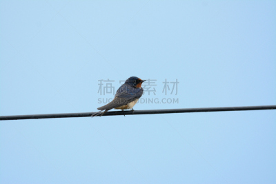 家燕,蓝知更鸟,电缆,热带鸟,天空,水平画幅,谷仓,无人,鸟类,科学