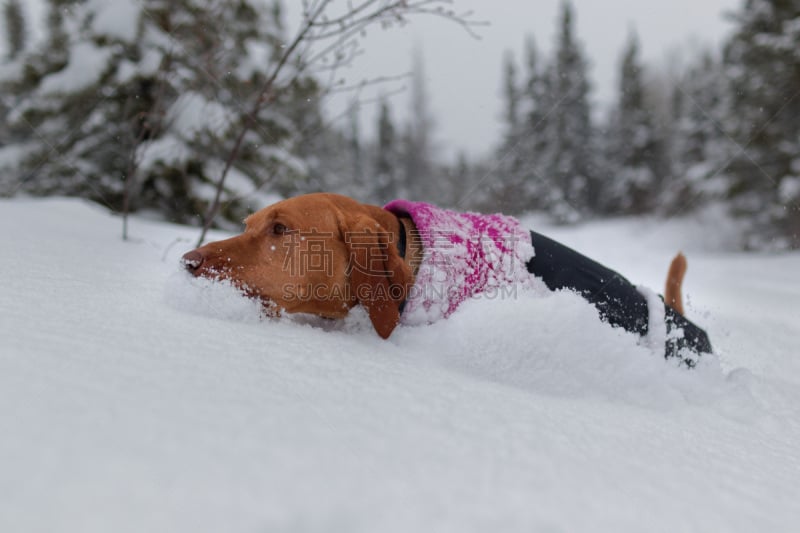 雪,维希拉猎犬,森林,可爱的,寒冷,动物主题,肖像,霜,狗,加拿大