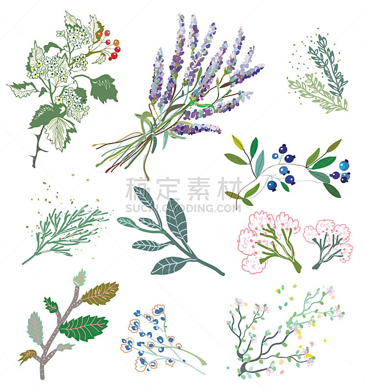 草药,草本,植物群,艺术,绘画插图,spa美容,荆棘,白色,植物