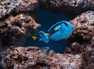 鱼类,幼小动物,母亲,蓝刺尾鱼,水族馆,鱼缸,南太平洋,雀鲷,海藻灰,水肺潜水