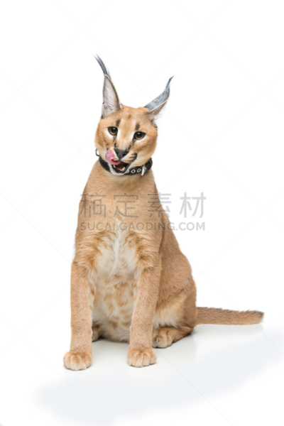 狞獾,白色,自然美,山猫,分离着色,垂直画幅,留白,可爱的,生物,无人