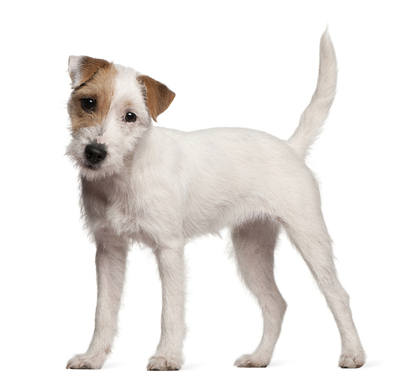 白色背景 小狗 杰克拉瑟短腿犬 教区牧师 6到7个月 尾巴 梗犬 狗 机敏 留白图片素材下载 稿定素材 白色背景 小狗 杰克拉瑟短腿犬 教区牧师 6到7个月 尾巴 梗犬 狗 机敏 留白图片素材下载 稿定素材