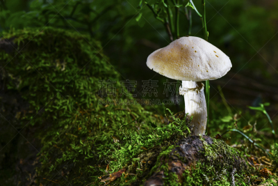 蘑菇,欧洲,自然,秋天,奥地利,图像,孢子,苔藓,无人,户外