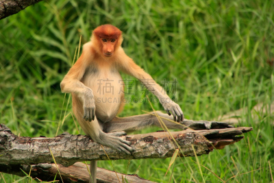 婆罗洲岛,马来西亚,幼小动物,长鼻猴,斯比洛人猿保育中心,动物长鼻,红树林,红树,自然,野生动物
