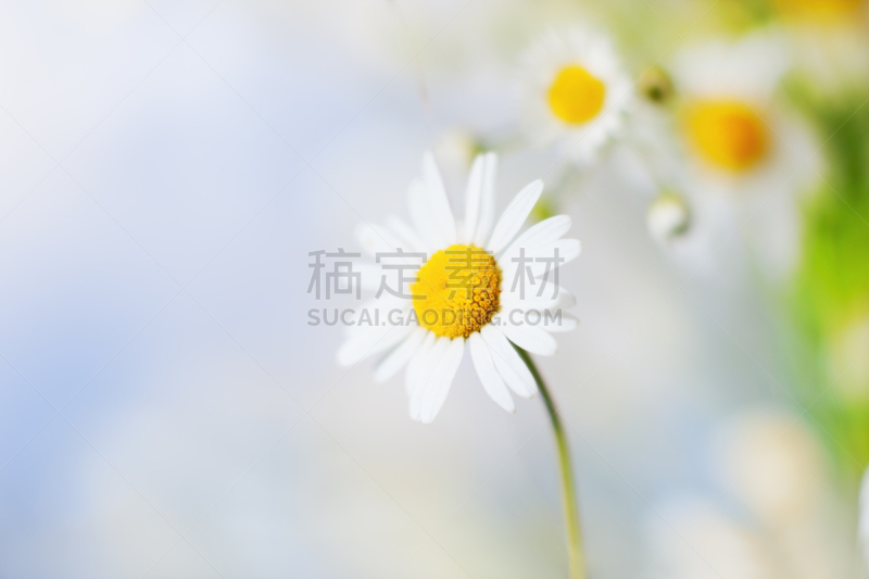 甘菊,美,水平画幅,无人,草坪,夏天,户外,草,特写