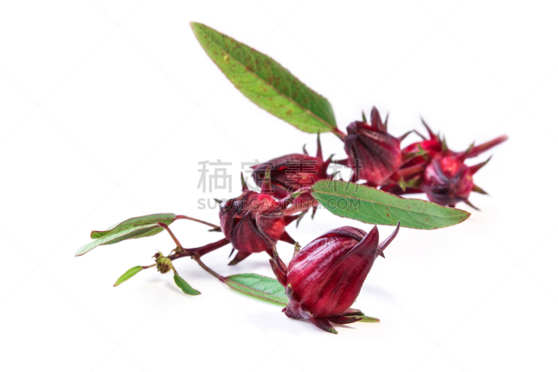 清新,萼片,花朵,玫瑰茄,水平画幅,无人,泰国,白色,植物,热带气候