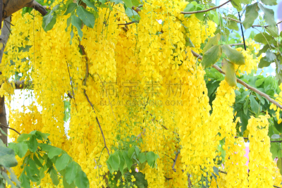 窦,pygmy sweeper,美,水平画幅,无人,夏天,泰国,白色,植物,悬挂的