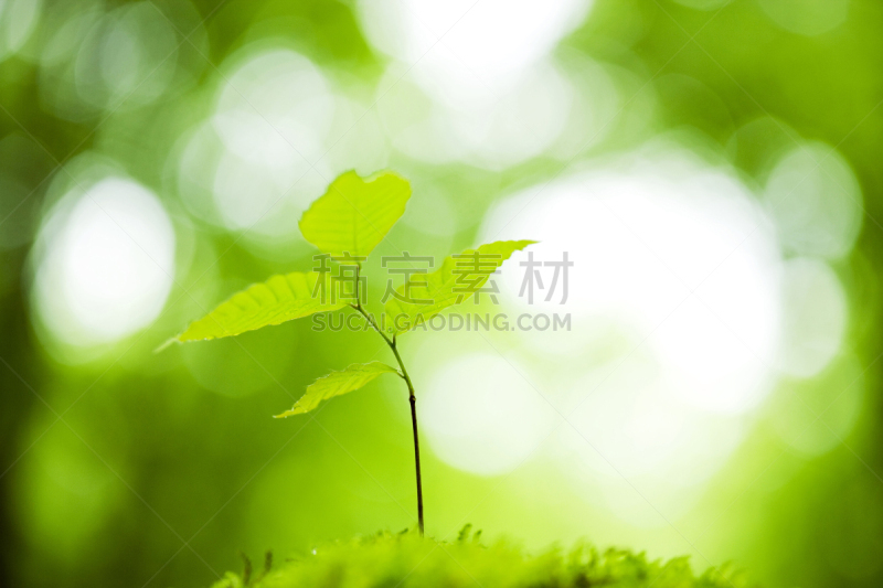 山毛榉树,双叶区,自然,水平画幅,秧苗,水果,无人,材料,活力,植物