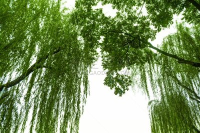 垂柳,背景聚焦,天空,中国,白色,里拉符号,风景线拱,园艺师,树梢,树桩
