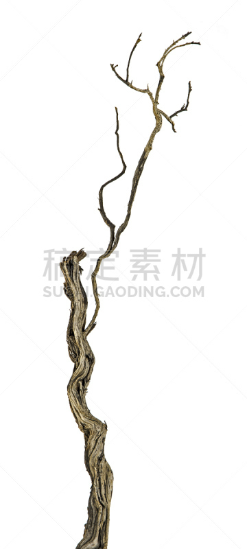 干的,枝,概念和主题,自然,垂直画幅,灰色,气候,木制,无人,全景