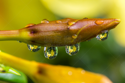 黄色,水彩画颜料,水滴,粉红蝉,软枝黄蝉,毛莨科,芳香的,水平画幅,无人,特写
