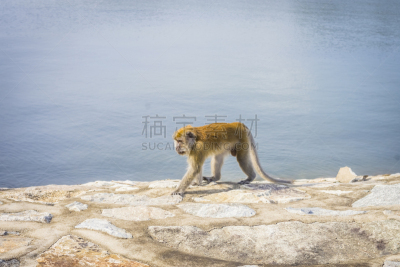 猴子,自然,白面狐尾猴,野生动物,水平画幅,新加坡,枝繁叶茂,无人,热带树
