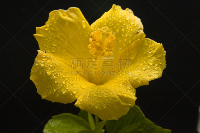黄色,水滴,小指,大于号,美,水平画幅,无人,室内植物,植物,彩色图片