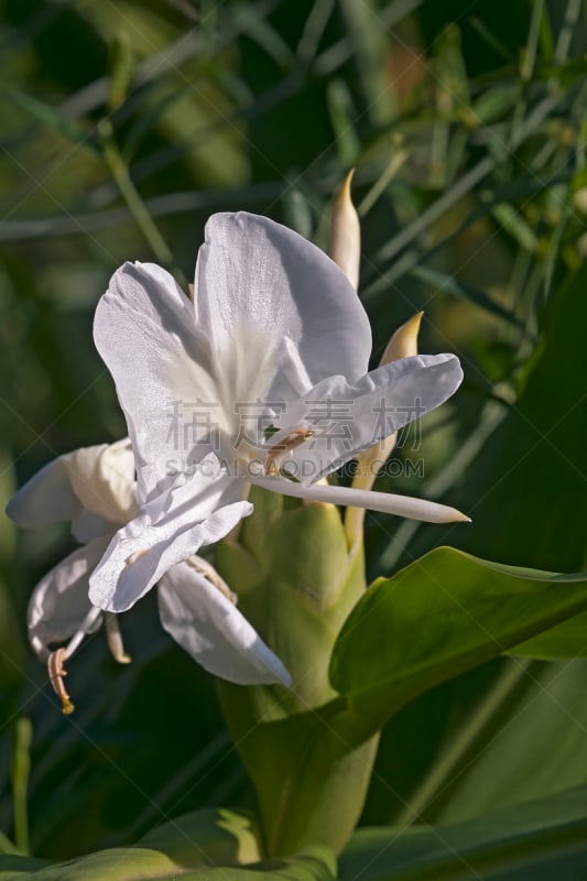 姜花,白色,白姜百合,自然,垂直画幅,水平画幅,无人,生姜,姜科,花