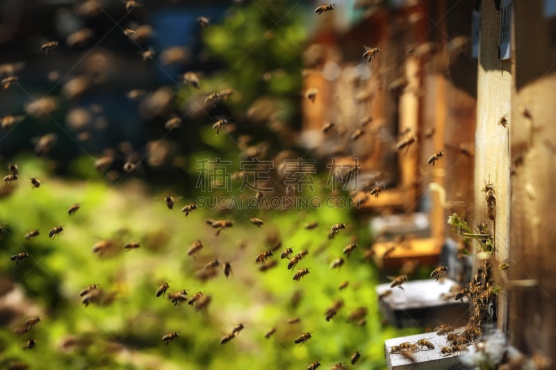 蜂箱,蜜蜂,门厅,厚木板,平衡折角灯,养蜂,beekeeper,昆虫群,轿子,蜂王浆