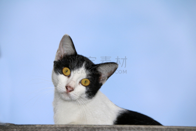 天空,屋顶,猫,蓝色,白色,背景,黑色,美,络腮胡子,水平画幅