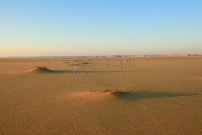 埃及,撒哈拉沙漠,风景,达禾赖绿洲,旅途,骆驼,沙漠,植物,石头,岩石