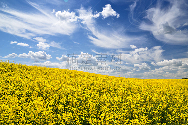 黄色,拉脱维亚,田地,油菜花,水平画幅,无人,蓝色,农场,户外,田园风光