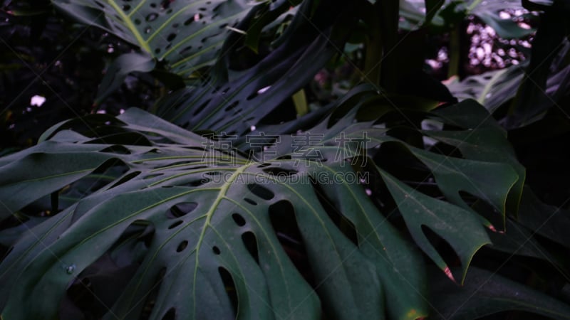 巨大的,叶子,热带雨林,植物群,特写,形状,枝繁叶茂,夏威夷大岛,工厂,夏天