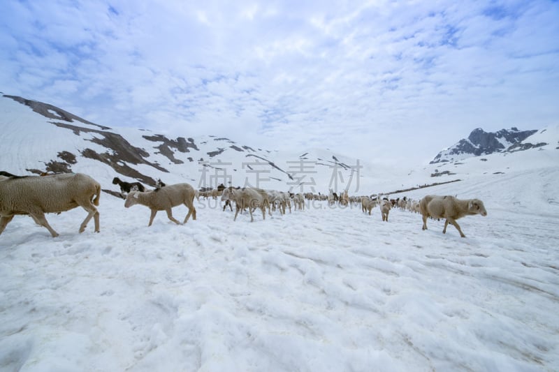 雪,山羊,绵羊,母羊,坎布里亚,牧羊人,查谟和克什米尔,哺乳纲,逆境,白色