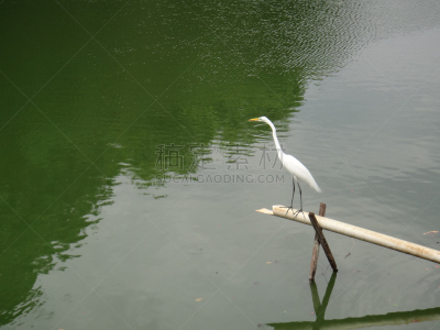 大白鹭,湖,野生动物,水平画幅,高尔夫球运动,白鹭,筑巢处,鸟类,鹭科,小鸟球