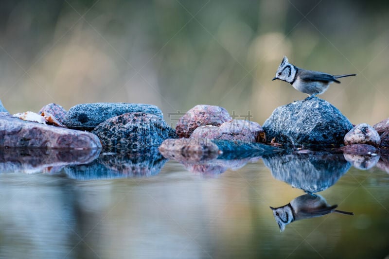 crested tit,桨叉架船,水,褐色,水平画幅,无人,鸟类,动物身体部位,野外动物,户外