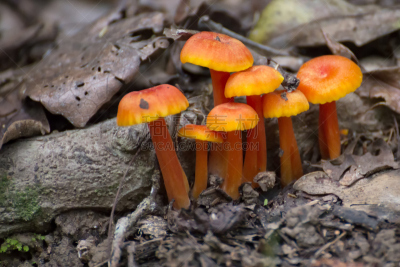 橙色,小的,真菌,库兰达,阿瑟顿高地,毒蘑菇,雨季,自然,水平画幅,无人