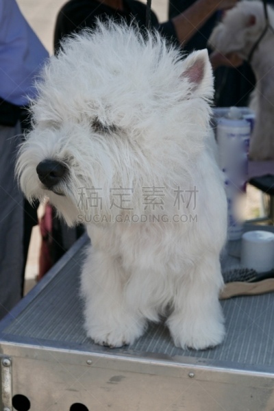 梗犬,遛狗师,纯种犬,短的,受过训练的狗,狗,个人卫生用品,哈巴狗,波士顿猎犬