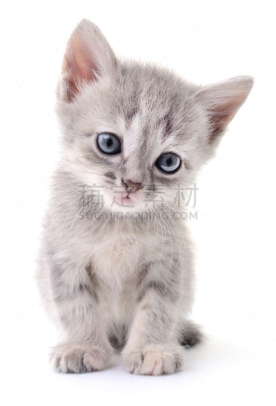 小的,小猫,灰发,斑纹鲈,垂直画幅,美,可爱的,猫科动物,乌克兰,背景分离