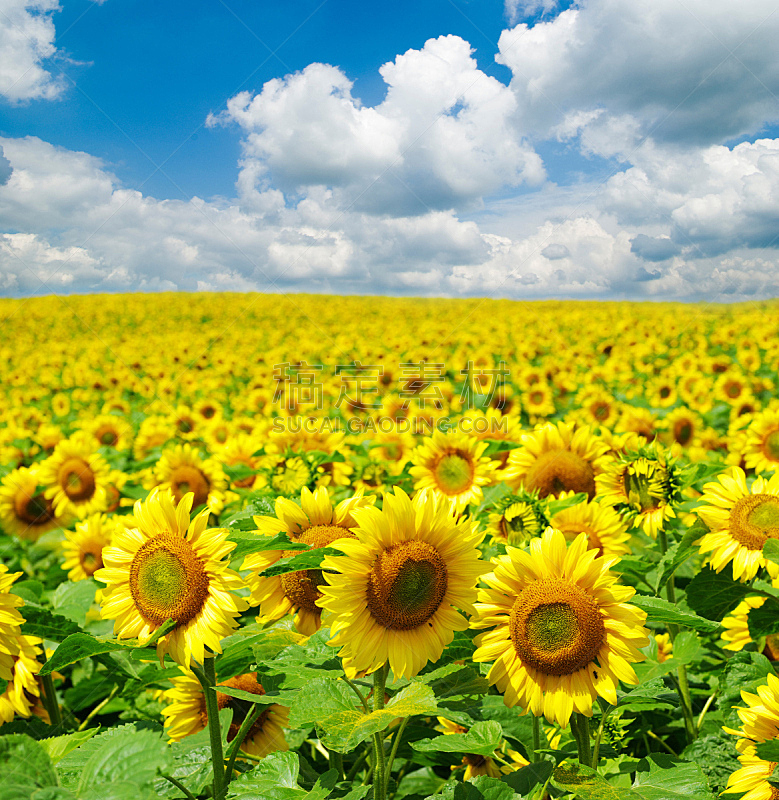 向日葵,田地,自然,垂直画幅,天空,草地,地形,无人,蓝色,乌克兰
