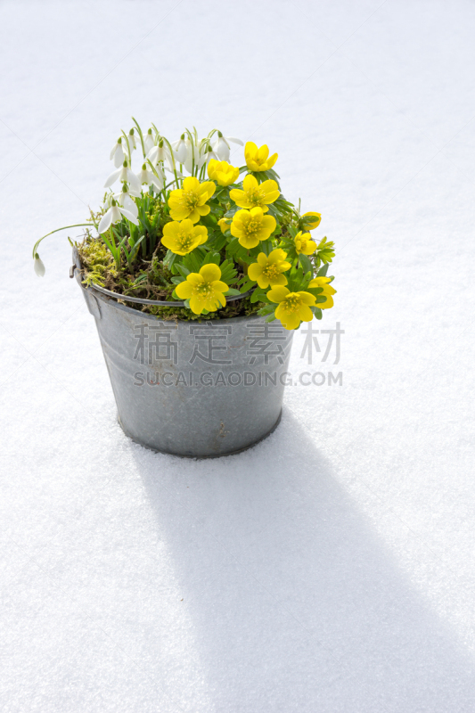 冬乌头,雪花莲,春天,乌头属植物,琉璃苣,饰品花,锌,垂直画幅,雪,无人