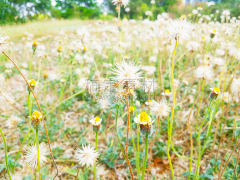 草,仅一朵花,水平画幅,纹理效果,无人,符号,夏天,户外,都市风景,想法