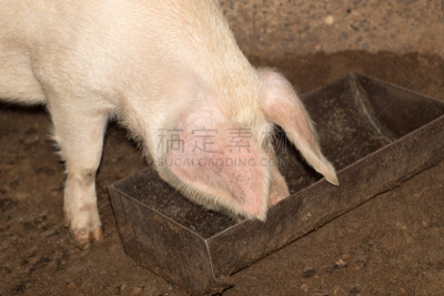 猪,农场,哈萨克斯坦,套叠式平顶帽,法明代尔,生活方式,图像,组物体,哺乳纲