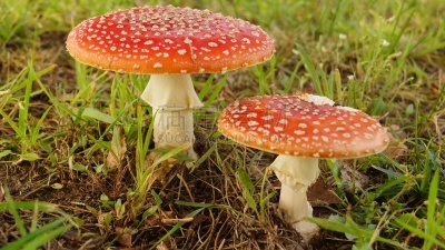 自然,红色,水平画幅,无人,森林,户外,摄影