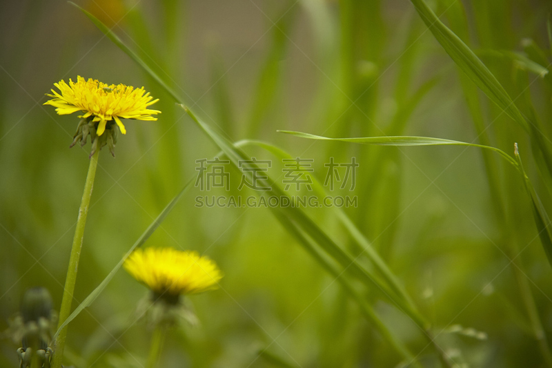 蒲公英,自然,美国,水平画幅,彩色运动茄克,无人,花序,野生植物,草药,哥拉巴公园