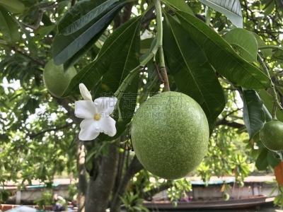 炮弹果属,水果,农业,蔬菜,健康保健,清新,药,热带气候,食品,泰国