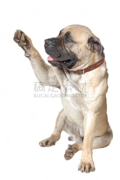 狗,纯种犬,影棚拍摄,巨大的,白色背景,得分后卫,控球后卫,仪仗队,拳师犬,小鹿