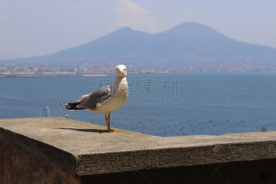 风景,海鸥,维苏威火山,阳台,自然,纳布勒斯,图像,海洋,鸟类,无人