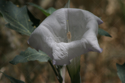 阴影,仅一朵花,美国曼陀罗花,自然,angel's 喇叭,美国,水平画幅,绿色,无人,白色