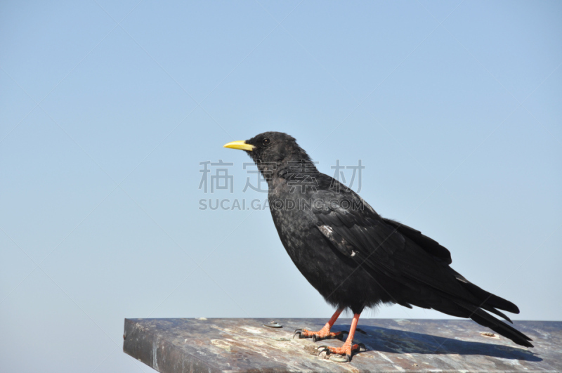 阿尔卑斯山红嘴山鸦,水平画幅,鸟类,动物身体部位,黑色,喙,黄色,动物,动物肢和翼,四肢